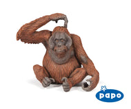 Orangutan
