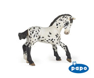 Black Appaloosa Foal