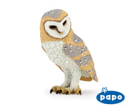 Barn Owl