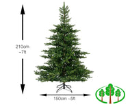 210cm Grandis Fir