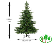 240cm Grandis Fir