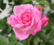 Rose 'Carefree Days' - Patio Rose
