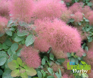 Cotinus 'Candy Floss'