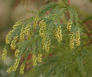 Cryptomeria japonica 'Cristata' - 3L Pot