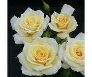 Rose 'Diamond Days Forever' - Floribunda