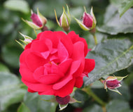 Rose 'Eternity' - Floribunda