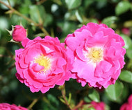 Rose 'Flirt 2011' - Patio Rose