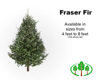 6' Fraser Fir