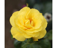 Rose 'Golden Wedding' - Floribunda