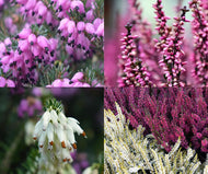 Heather - Assorted - 9cm Pot