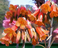 Kalanchoe Tubiflora - 11cm Pot
