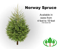 5' Norway Spruce