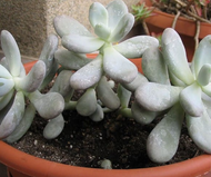 Pachyphytum Bracteosum - 11cm Pot