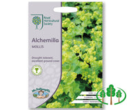 RHS-ALCHEMILLA mollis