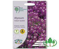 RHS-ALYSSUM Violet Queen