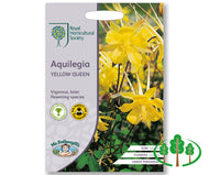 RHS-AQUILEGIA Yellow Queen