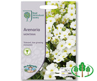 RHS-ARENARIA montana