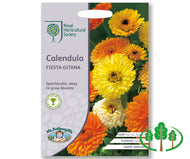 RHS-CALENDULA Fiesta Gitana