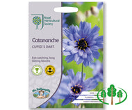 RHS-CATANANCHE Cupid's Dart