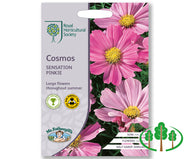 RHS-COSMOS Sensation Pinkie