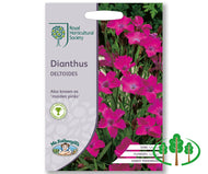 RHS-DIANTHUS deltoides