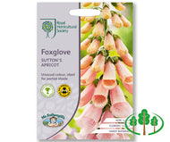 RHS-FOXGLOVE Sutton's Apricot