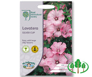 RHS-LAVATERA Silver Cup