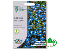 RHS-LOBELIA Mrs Clibran