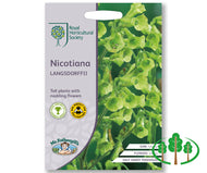 RHS-NICOTIANA langsdorffii
