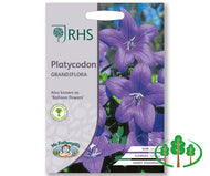 RHS-PLATYCODON grandiflora