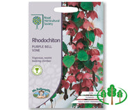 RHS-RHODOCHITON Purple Bell Vine