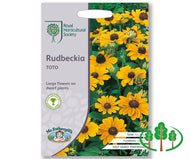 RHS-RUDBECKIA Toto