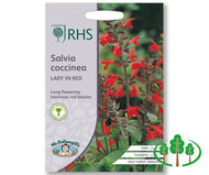RHS-SALVIA coccinea Lady in Red
