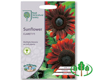 RHS-SUNFLOWER Claret F1