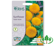 RHS-SUNFLOWER Teddy Bear
