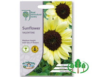 RHS-SUNFLOWER Valentine