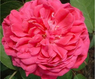 Rose 'Rose De Rescht' - Shrub Rose