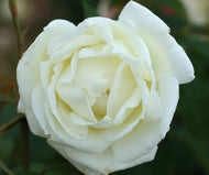 Rose 'Silver Anniversary' - Hybrid Tea