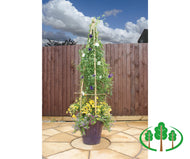 Small Clematis Flowerbell