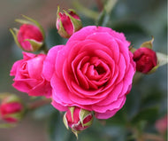 Rose 'Starlight Express' - Climber