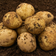 Casablanca 2Kg