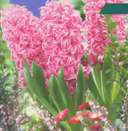 Loose Hyacinth Bulbs