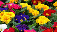 Pot Primrose 10cm