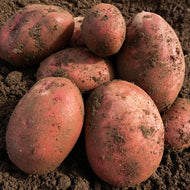 Red Duke Of York 2Kg